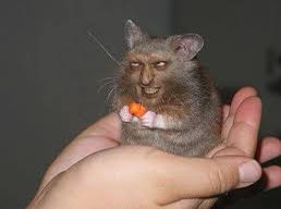HamsterPhotosh1's tweet photo. #détourer #hamster #photoshop #dessiner #effacer https://t.co/zuqAqV4eJf