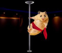 HamsterPhotosh1's tweet photo. #détourer #hamster #photoshop #dessiner #effacer https://t.co/EFlbvQeLRH