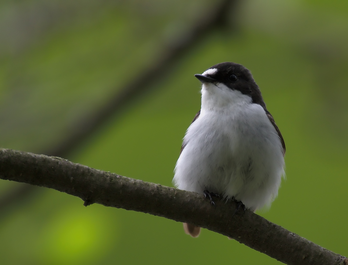 We are looking for a PhD student! 
The focus of the project is flexible and depends on the applicant. Projects could focus on the response to songs in juveniles, subsequent songlearning, and how early life conditions affect behavioral traits.
More info: wheatcroftlab.com/opportunities/