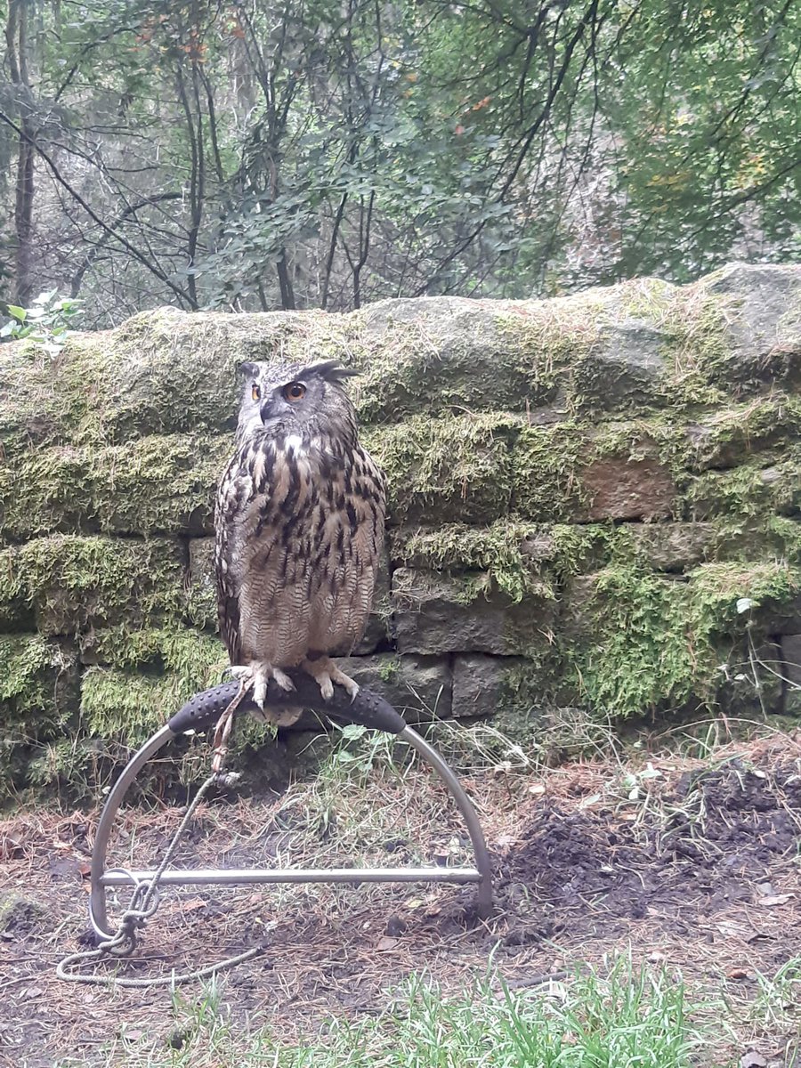 #FeelGoodFriday! We had a very special celebrity visitor at our Wyming Brook Nature Reserve this week - None other than a film-star Eagle Owl!

Wyming Brook was chosen for the filming of a television advert due to its beautiful babbling mountain streams. 

(c)Rachel Stevenson