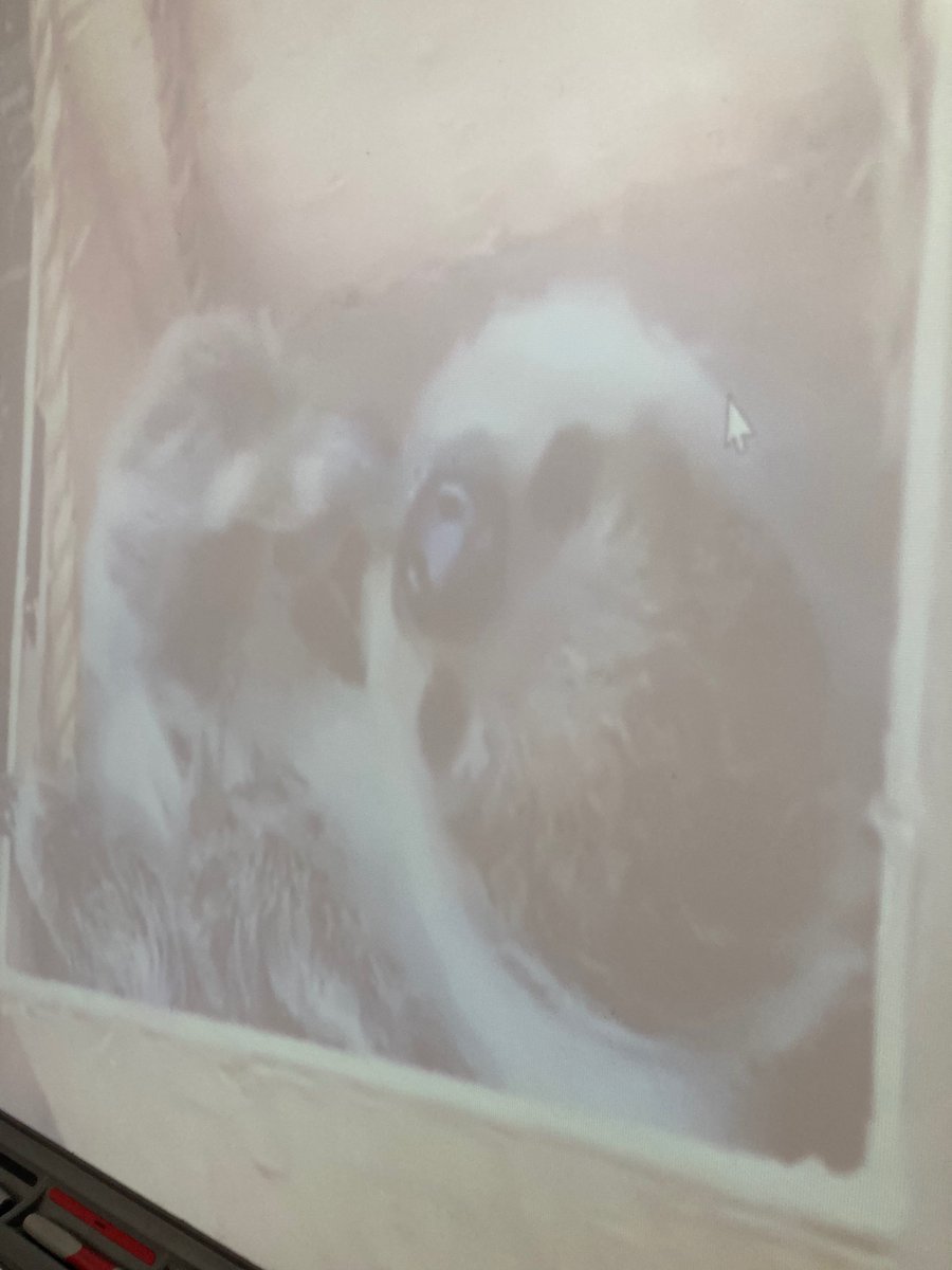 StAndrewsTweets's tweet image. P4 loved their virtual visit to @EdinburghZoo with @RZSSlearning this morning! The sleepy sloth was a particular favourite with the whole class. Thanks so much @MidlothSciFest