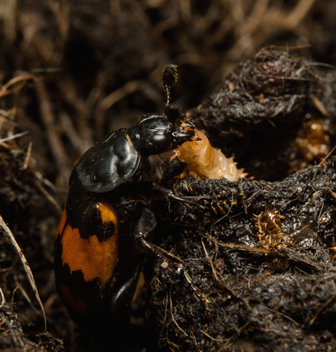 We are recruiting - please retweet! 

New PhD project investigating adaptive body-building in burying beetles. 
Co-supervised by @EvoBiomech, with funding potentially from @NERCscience @CamESS_CCLEAR

Deadline 6th Jan 2022. Details here: nercdtp.esc.cam.ac.uk/projects/bc331