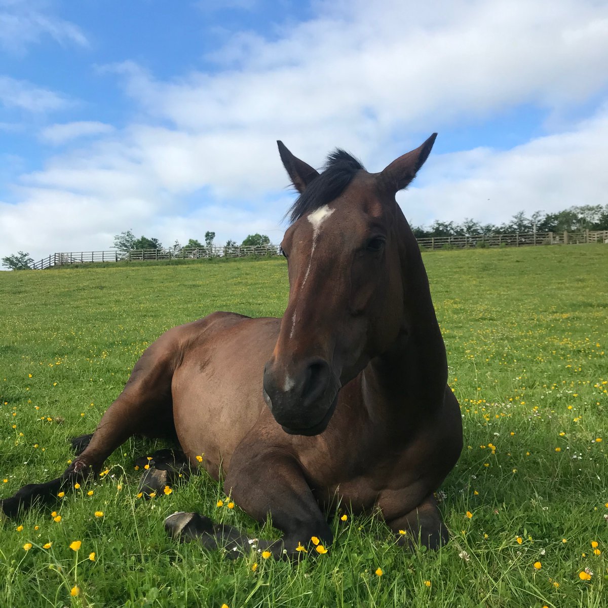 TBassisted's tweet photo. We are delighted to introduce Thoroughbred Assisted™ A new R&amp;D initiative from @racingtorelate.
Evidence-based guidance on use of former racehorses in post racing careers assisting people in all types of Equine Assisted Services. #thoroughbredassisted

https://t.co/pbHiyqxs65 https://t.co/QU6I99m1HH