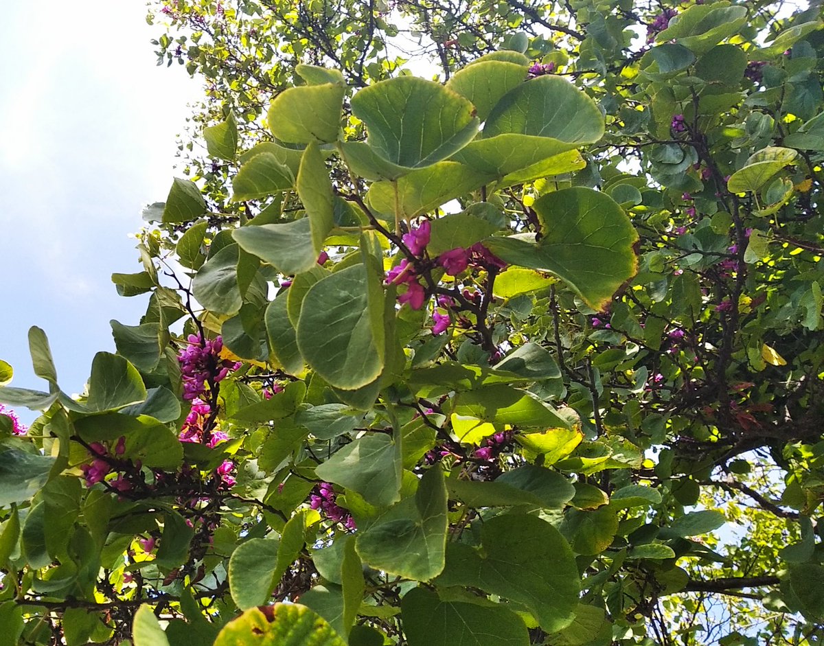 ODSProvence's tweet photo. #Phénologie sur le campus @univamu : des floraisons automnales pour l'arbre de Judée ! Est-ce normal, fréquent ? Est ce lié au #changementclimatique ? Vos observations peuvent aider les scientifiques à comprendre ces phénomènes ! Ouvrons l'oeil @ObservSaisons @imbe_marseille https://t.co/hDQqNpLSs9