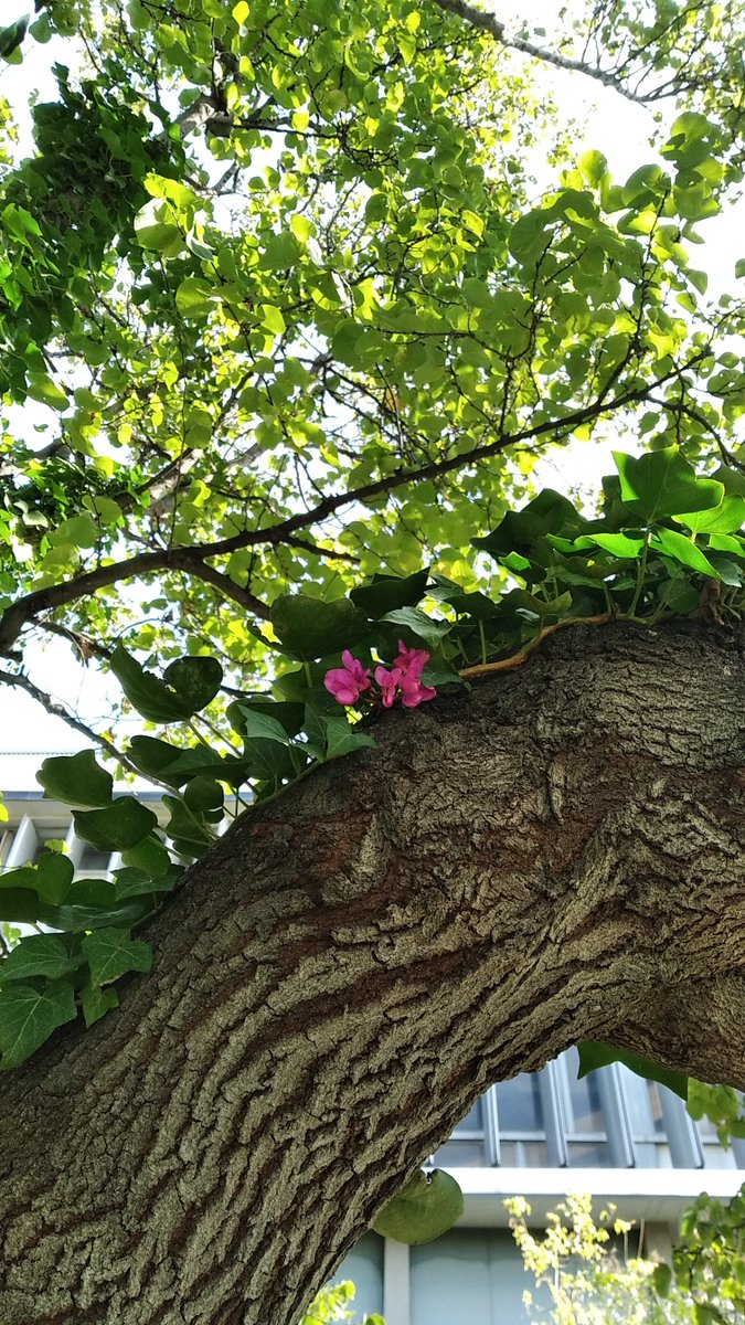 ODSProvence's tweet photo. #Phénologie sur le campus @univamu : des floraisons automnales pour l'arbre de Judée ! Est-ce normal, fréquent ? Est ce lié au #changementclimatique ? Vos observations peuvent aider les scientifiques à comprendre ces phénomènes ! Ouvrons l'oeil @ObservSaisons @imbe_marseille https://t.co/hDQqNpLSs9