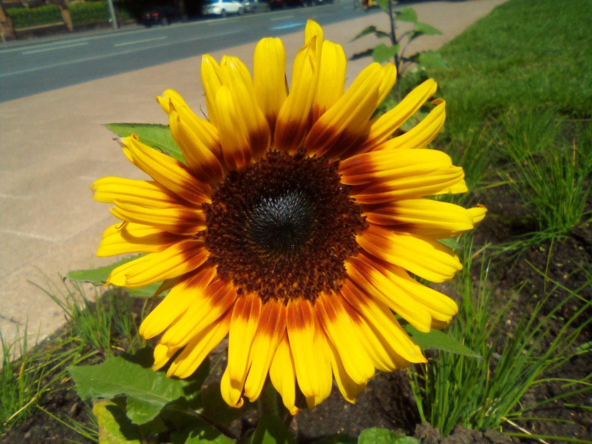 Art By Jonathan (@jonatha05532126) on Twitter photo 