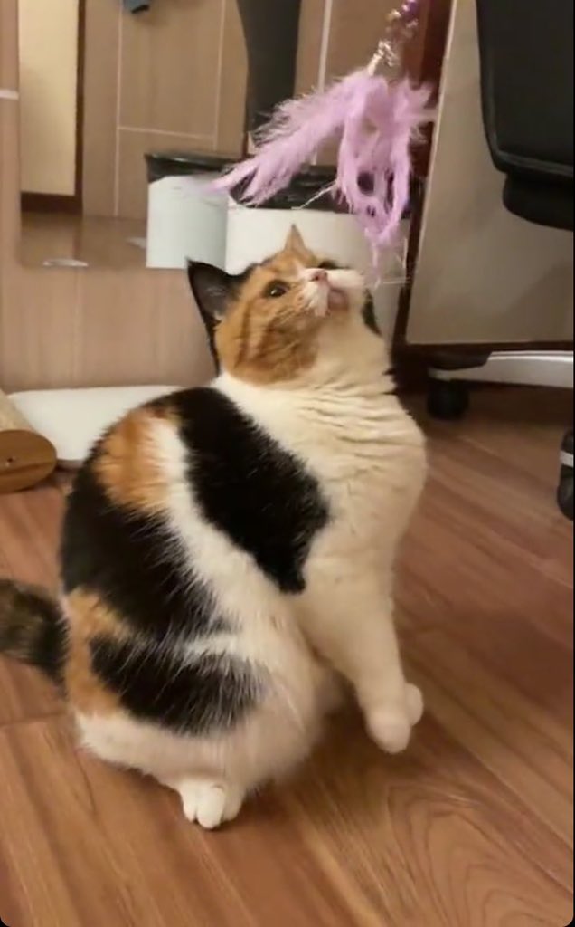 🦋 (@dearmoony_) on Twitter photo 