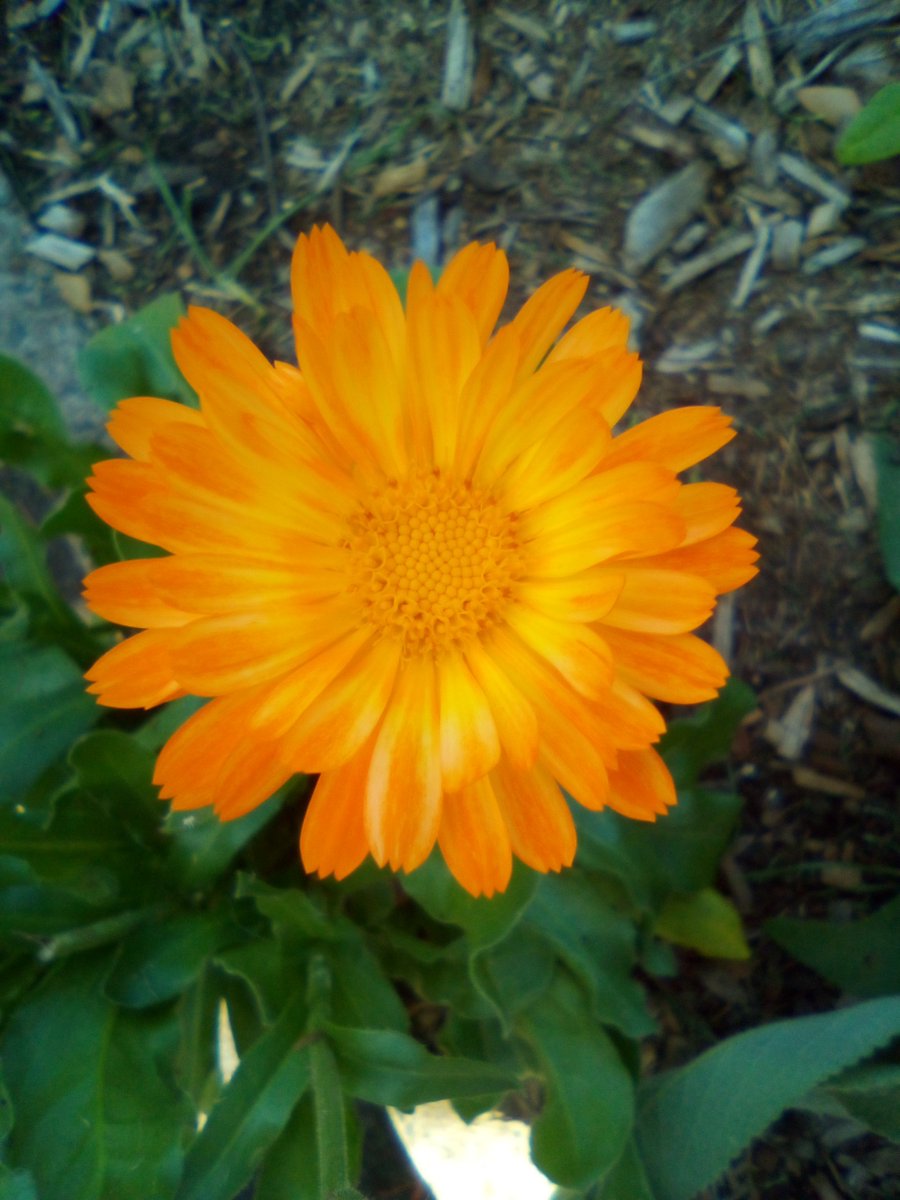 Art By Jonathan (@jonatha05532126) on Twitter photo 