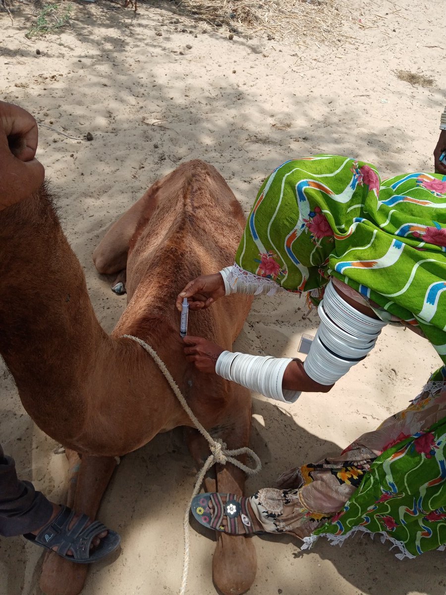 jm_chouhan's tweet photo. #RuralWomensDay Rural women's play a vital role in the rearing of #Livestock #agriculture #builthome #embroidery #Waterfetching #Fuelwood #arefamily and many more. @TharEduAlliance @rabiaazfar @KeshooBai @AreebahShahid @SanoberGulPK @AmratJumani @Pdl98007453 @gabeeno @ShamaJunejo https://t.co/E5WrBHzC9z