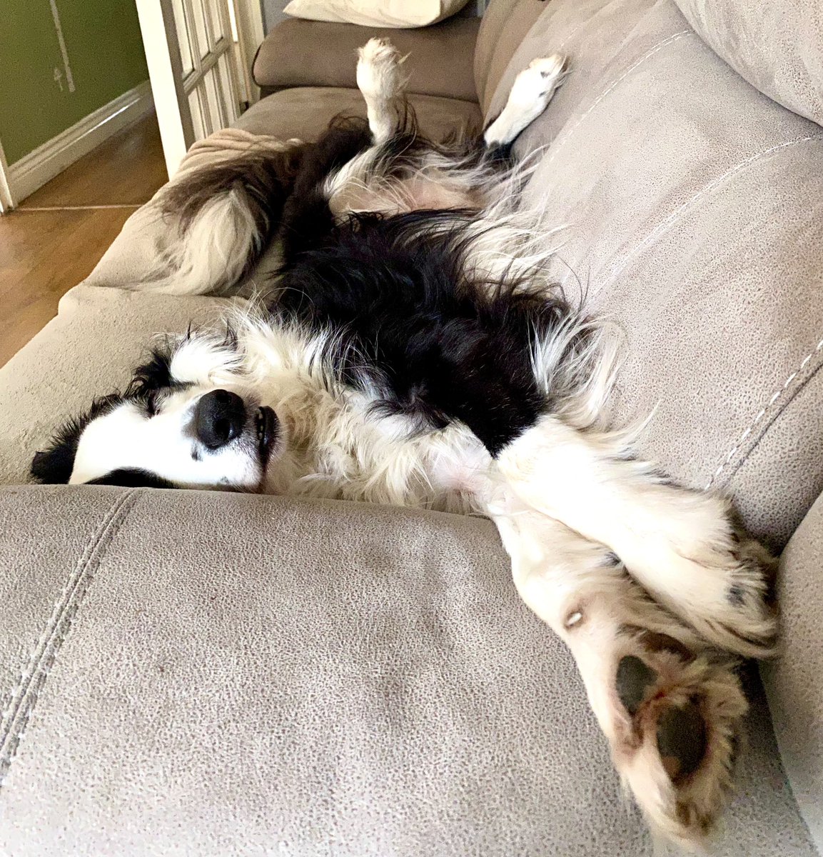 MagicalMerlinBC's tweet image. It’s been a long, enjoyable week…. now RELAX! @KBeanbag #FridayFeeling #HappyFriday #dogsoftwitter #fun #DogLife #DogLover #rescuedog #bordercollie #FridayVibes
