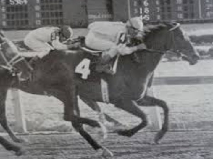 #Hipismo PURA SANGRE 
(6) POTENCIA: Variable Atletica exclusiva del Caballos de Carrera
Nobleza y Coraje del combatiente que lucha con todo el genio que la naturaleza lo ha dotado.