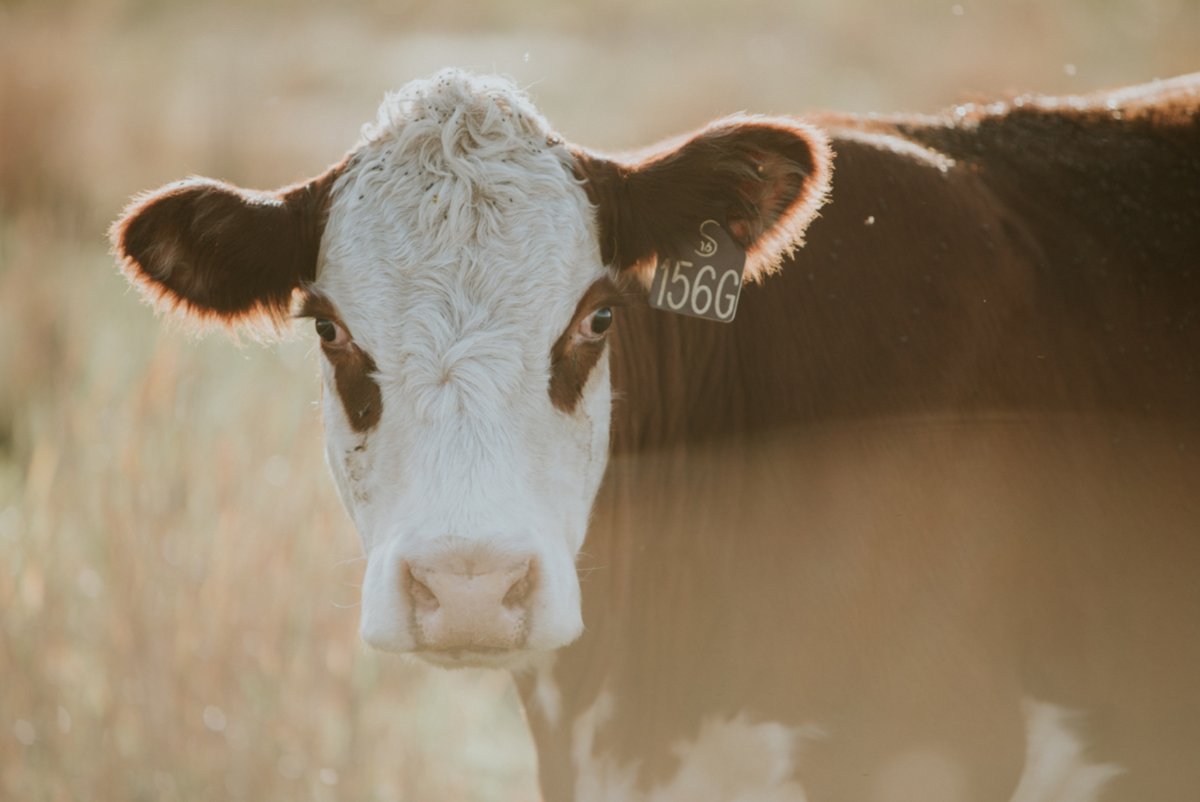 Section 16 Cattle Co (@section16cattle) on Twitter photo 