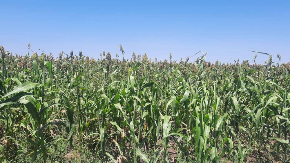 AbiyAhmedAli's tweet photo. This season’s crop production in the Somali region is very promising. Our focus throughout the country will continue to be on food security and on strengthening our capacity for self reliance. https://t.co/Fb3HsjCPXM