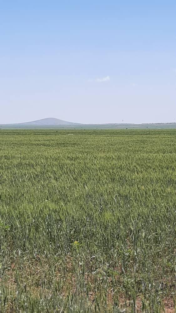 AbiyAhmedAli's tweet photo. This season’s crop production in the Somali region is very promising. Our focus throughout the country will continue to be on food security and on strengthening our capacity for self reliance. https://t.co/Fb3HsjCPXM