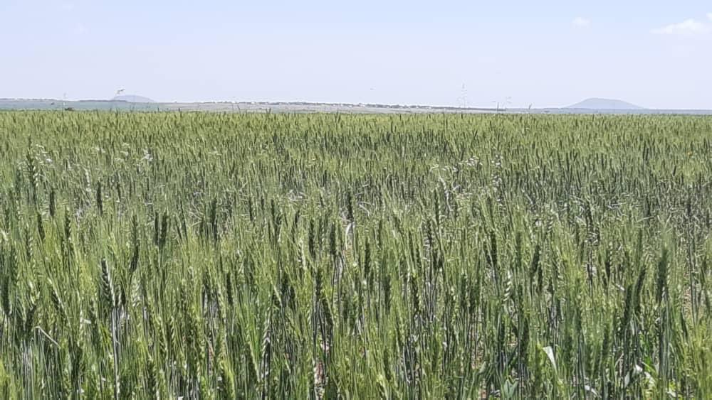 AbiyAhmedAli's tweet photo. This season’s crop production in the Somali region is very promising. Our focus throughout the country will continue to be on food security and on strengthening our capacity for self reliance. https://t.co/Fb3HsjCPXM