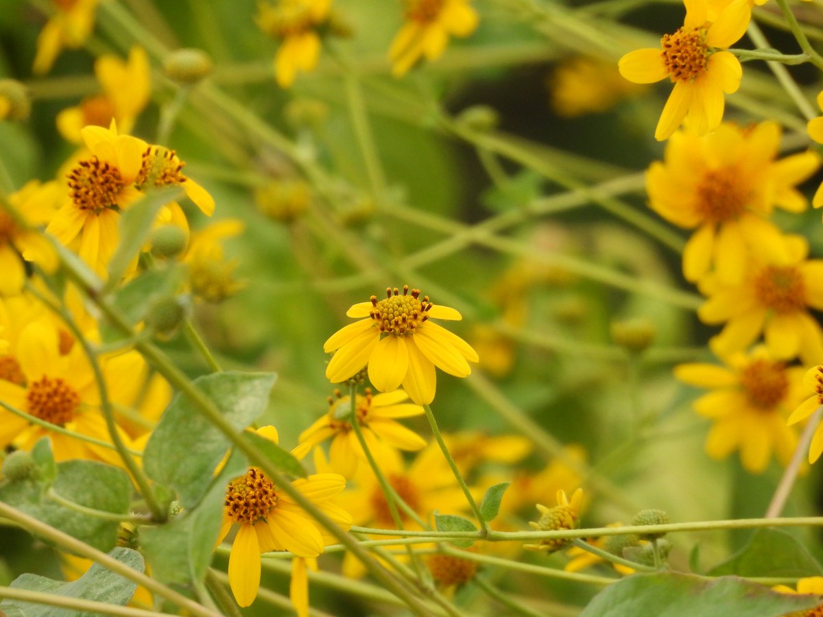 beasts_flowers's tweet photo. Fall has arrived in Austin, Texas when the Golden-Eye (Viguiera dentata) blooms. Great for native bees. If it once lived in your yard, make it live there again.
#ATX #nativelandscaping #nativeplants #pollinators #bees https://t.co/Vm2FFqHq28