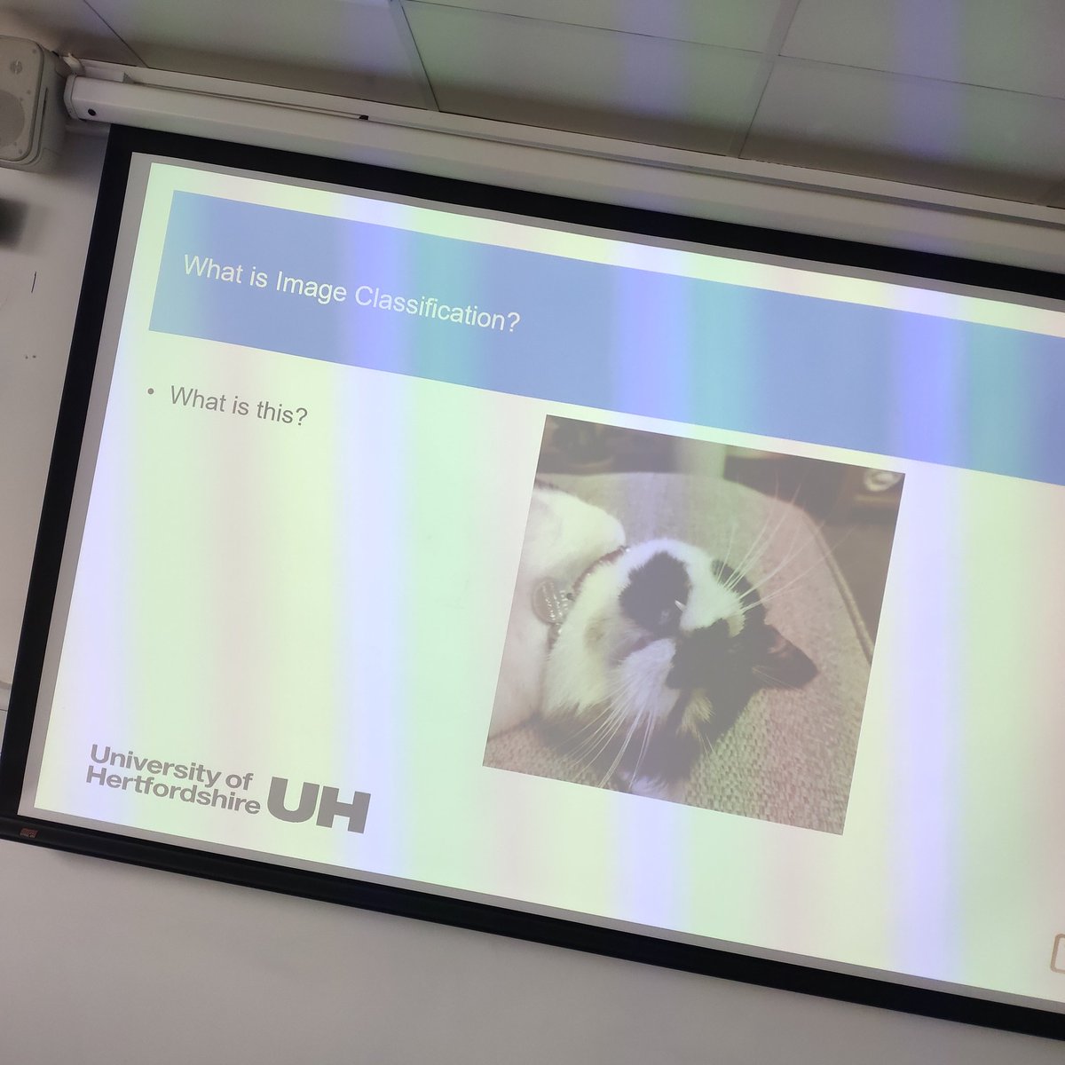 It's that time of year where my cat makes it in to a presentation!

Maybe I'll bring her in as a guest lecturer...

#remotesensing #GIS #bringyourpettowork