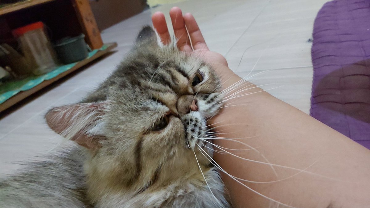 possessedtocat's tweet photo. Anak nakal https://t.co/pe4BSd4ibo