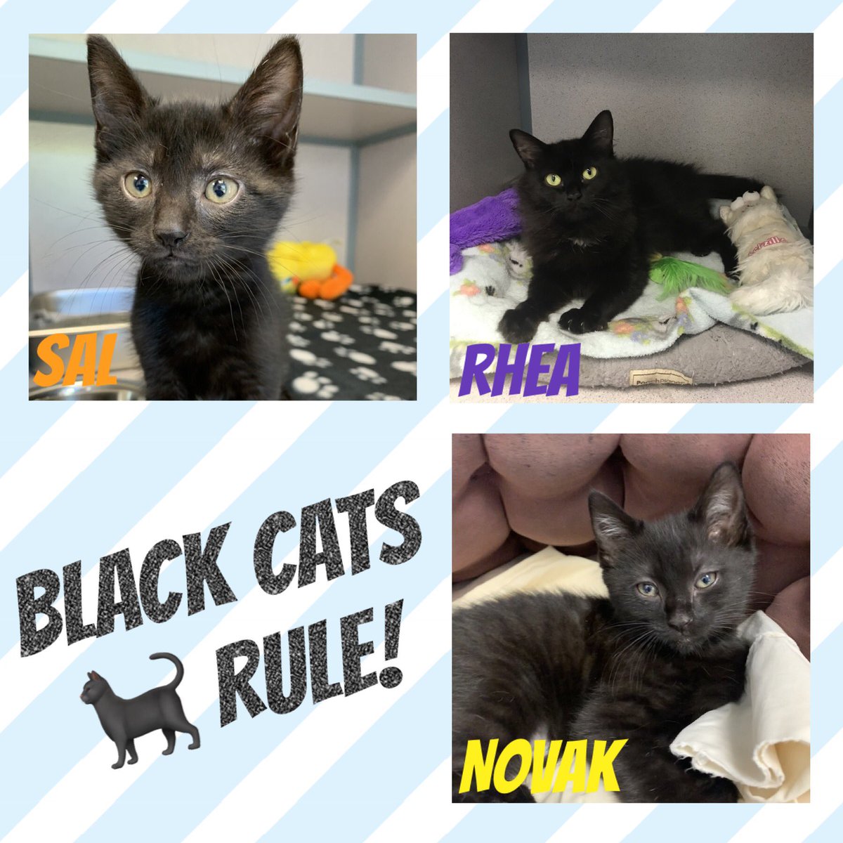 SAVE Animal Shelter tweet media