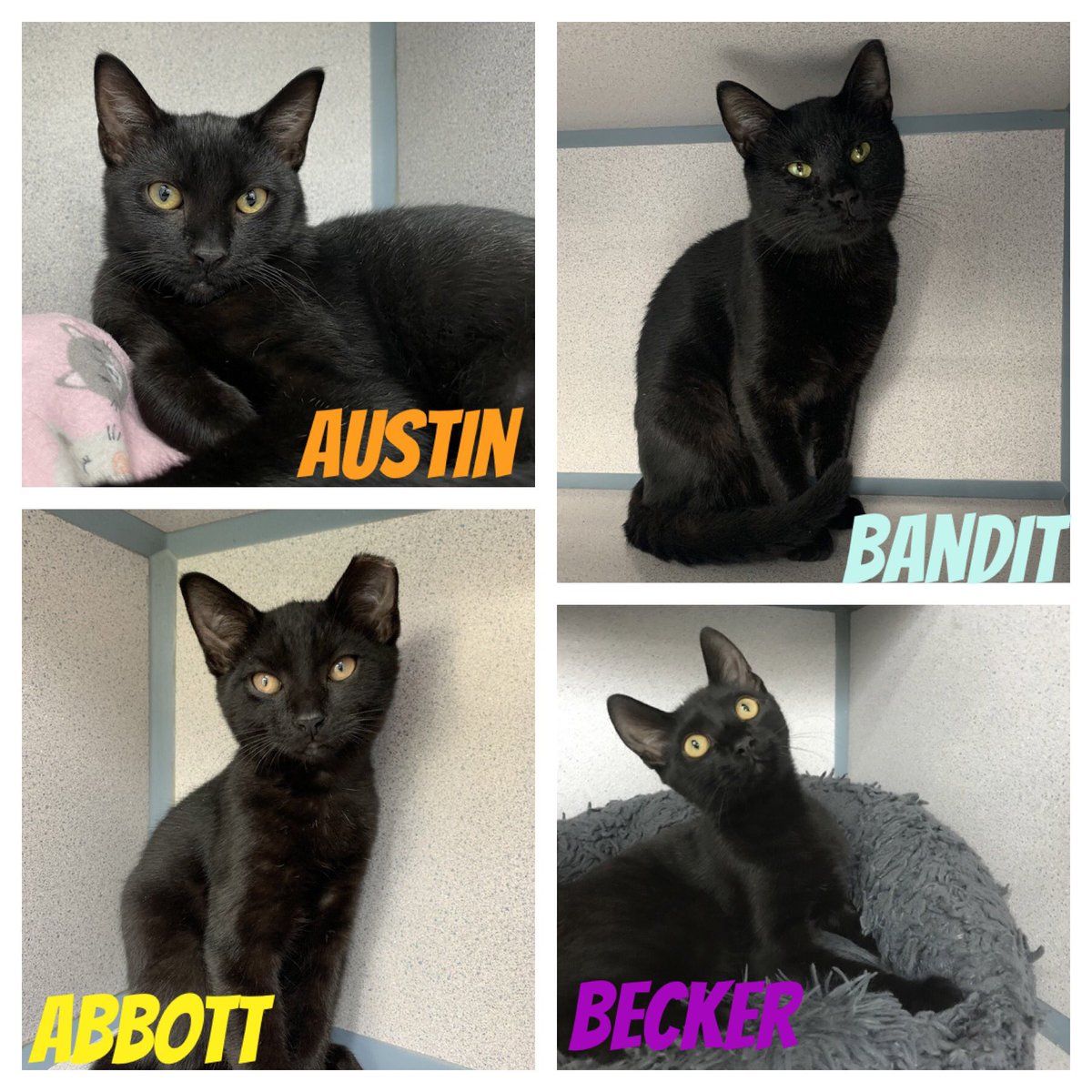 SAVE Animal Shelter tweet media