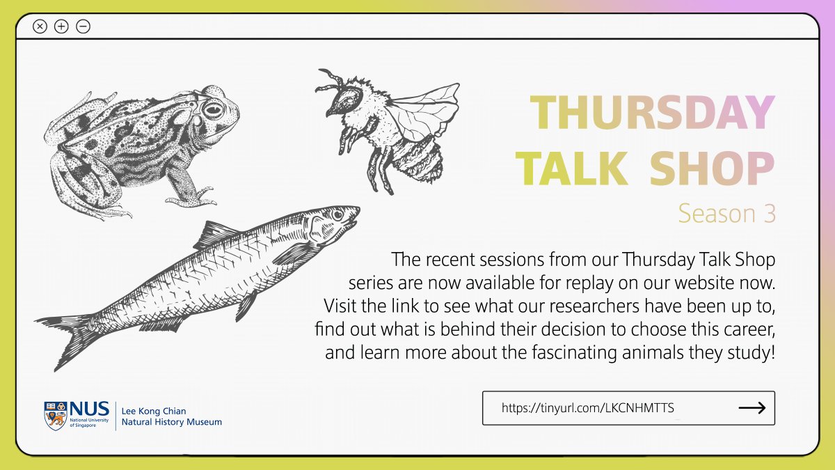 lkcnhm's tweet photo. [Web-talk] Peep into the adventurous world of our museum researchers in the latest season of our #ThursdayTalkShop series! If you missed the recent sessions with @LKCNHM’s researchers, the recordings are now available on our website.

📹: https://t.co/IF2j2d7u4r https://t.co/szWcbxXbdQ