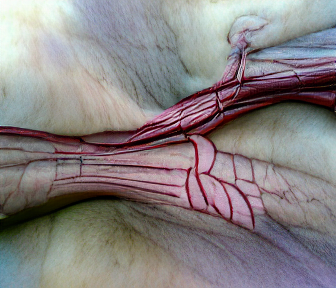 runningwitheggs's tweet photo. Some small tests from today as I continue work on my second series. 

Im still exploring the qualities of flesh but now my focus is on the venous system. 

#AIart #ganart #NFT https://t.co/wZOBueZhCk