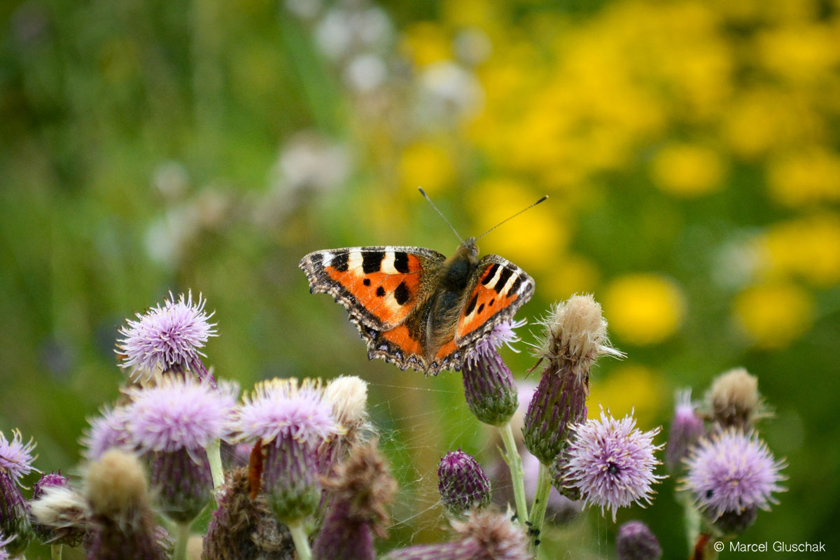 marcelgluschak's tweet photo. Der Kleine Fuchs ist ein erstaunlicher Schmetterling 🦋 Er überwintert als Falter, verteidigt sein Revier und leitet die Paarung mit einem Trommelwirbel ein. Selbst jetzt im herbstlichen Oktober können wir ihn noch beobachten: https://t.co/RGchp7geLE #KleinerFuchs #Schmetterlinge https://t.co/YD7BPRR9Uj