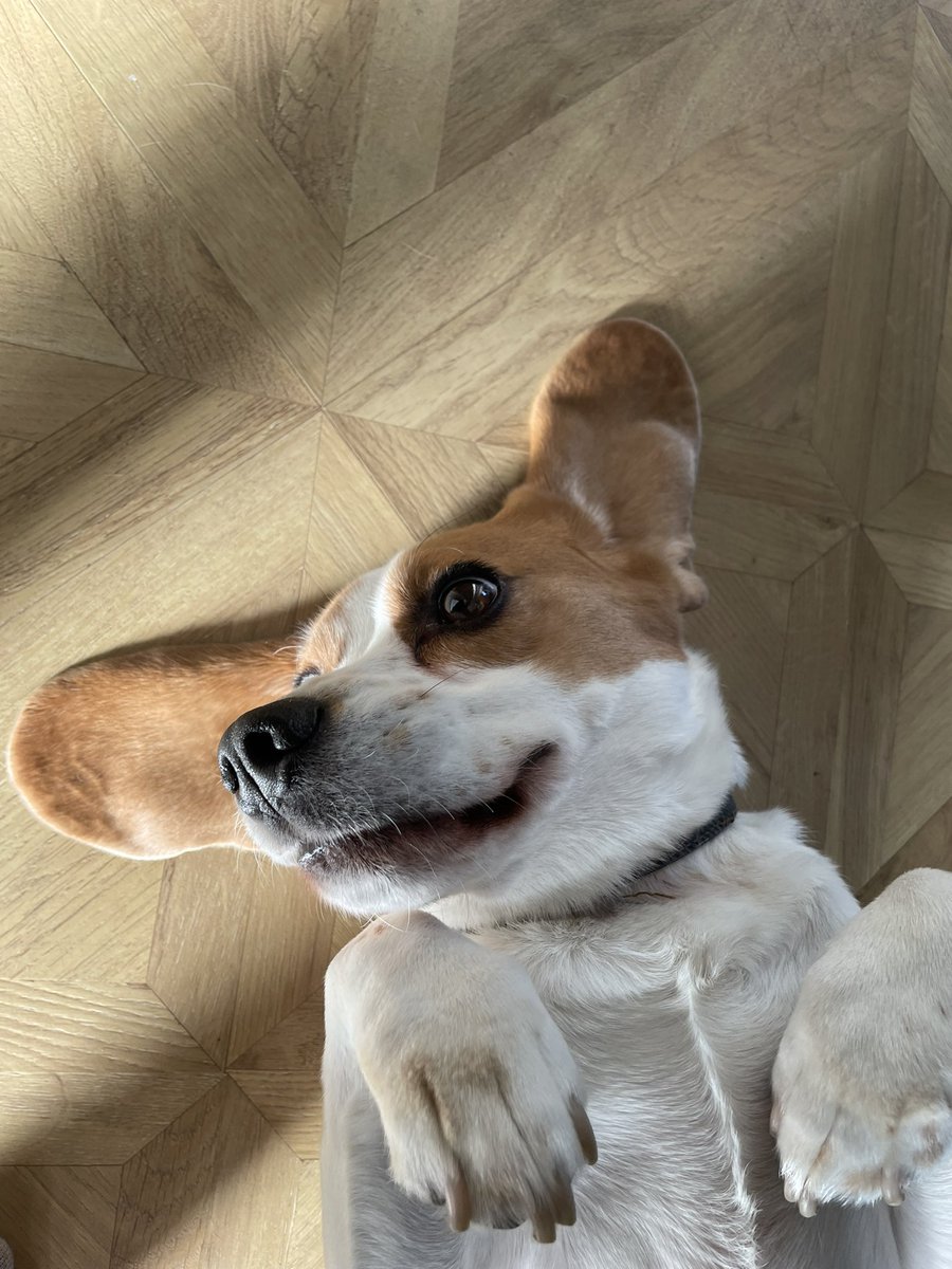 Grrrrr 🙃

#Beagle