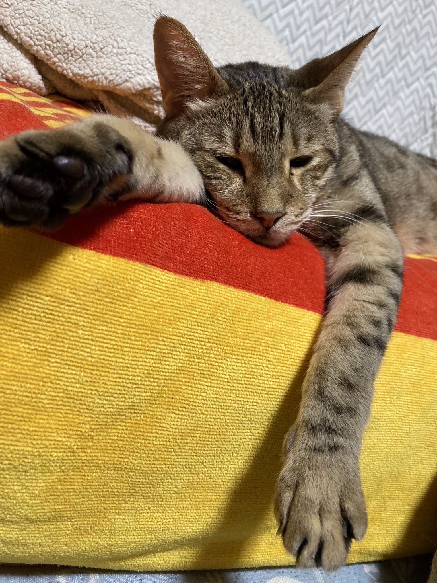 猫カフェ まるまる Neko Marumaru Twitter
