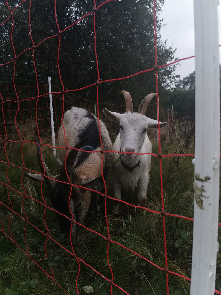 alzheimersocirl's tweet photo. Say hello to our new friends at our Bessboro DC! These goats have a very special purpose – to clear weeds &amp; scrub heralding the start of a new project at the centre, a new sensory garden for everyone to enjoy. This is a natural way to clear the land! #TeamASI #DementiaSupports https://t.co/wTEHthf0MZ