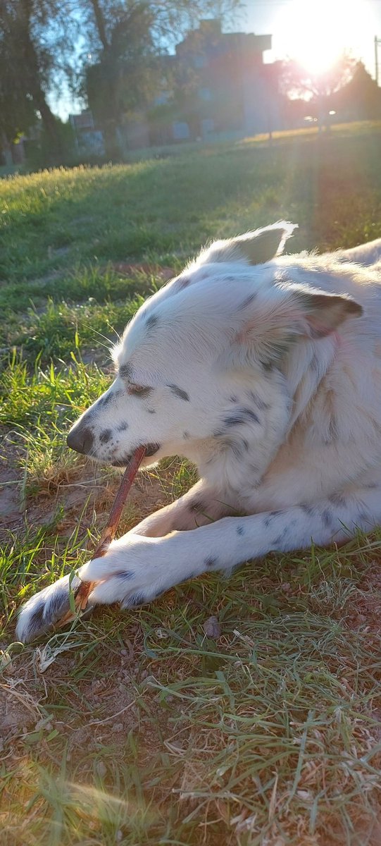 CollieCleopatra's tweet photo. No me molestes, abuelo. Encontré un palito.
Don't bother me, Grandpa. I have found a stick.
#dogsOfInternet #borderCollie #DogLife https://t.co/ZdSlLLFPvV