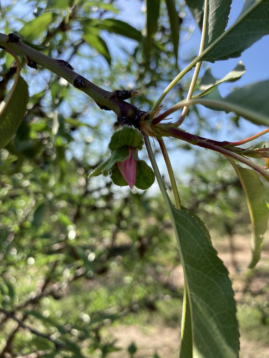 Ana_mandelfruit's tweet photo. Floração??!! 🤬😳🤐 e as previsões não melhoram… É certo que é numa pequena parcela e com condições muito específicas mas pode dar-nos uma ideia do que pode estar para vir… #ClimateEmergency https://t.co/RSRdwjtrrT
