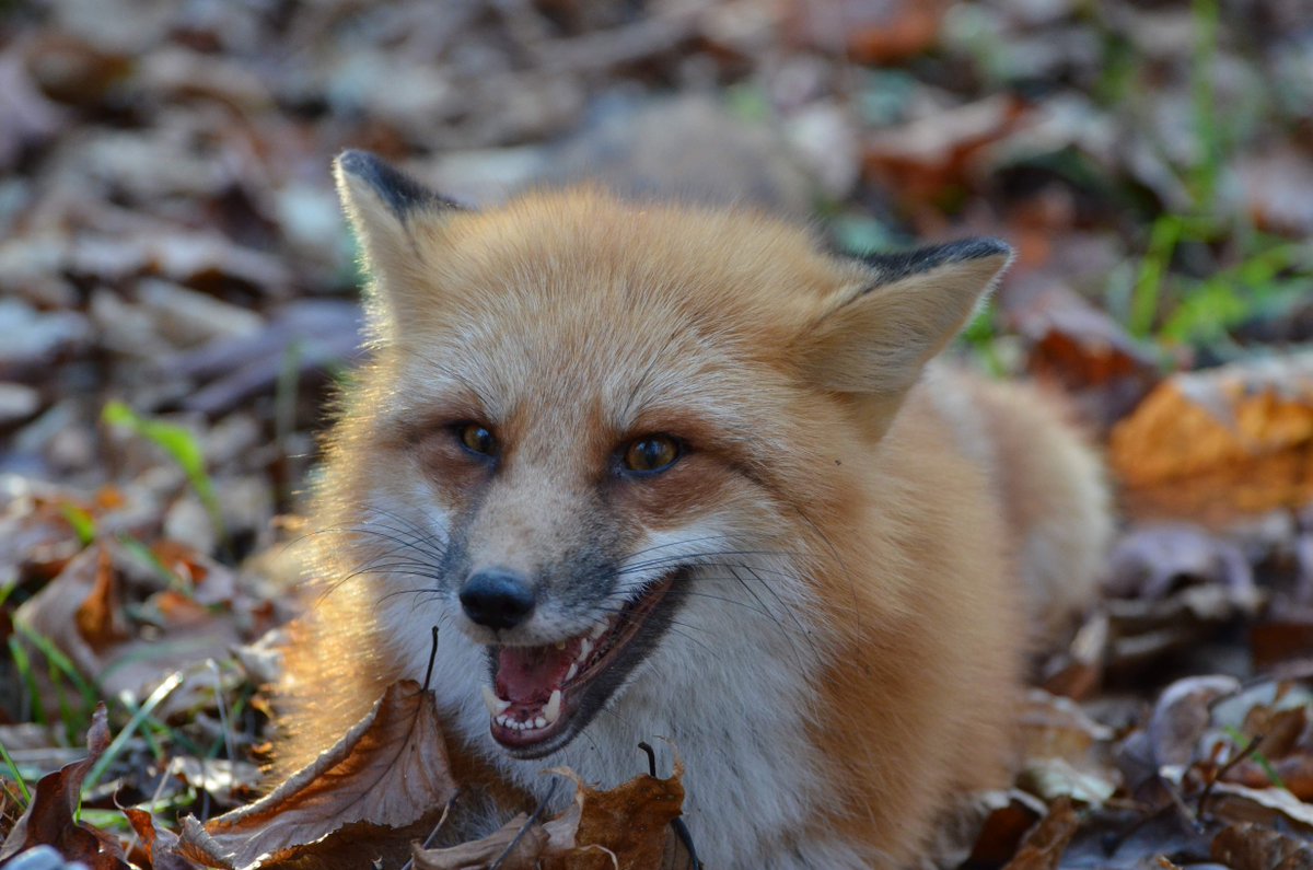 UnbearableLures's tweet photo. Good luck to all of the Fox and Coyote Trappers in Nova Scotia taking to the woods today. We hope you have a successful season! #novascotiatrapping #trapperbob #mooseriverlures https://t.co/zE048j2MgG