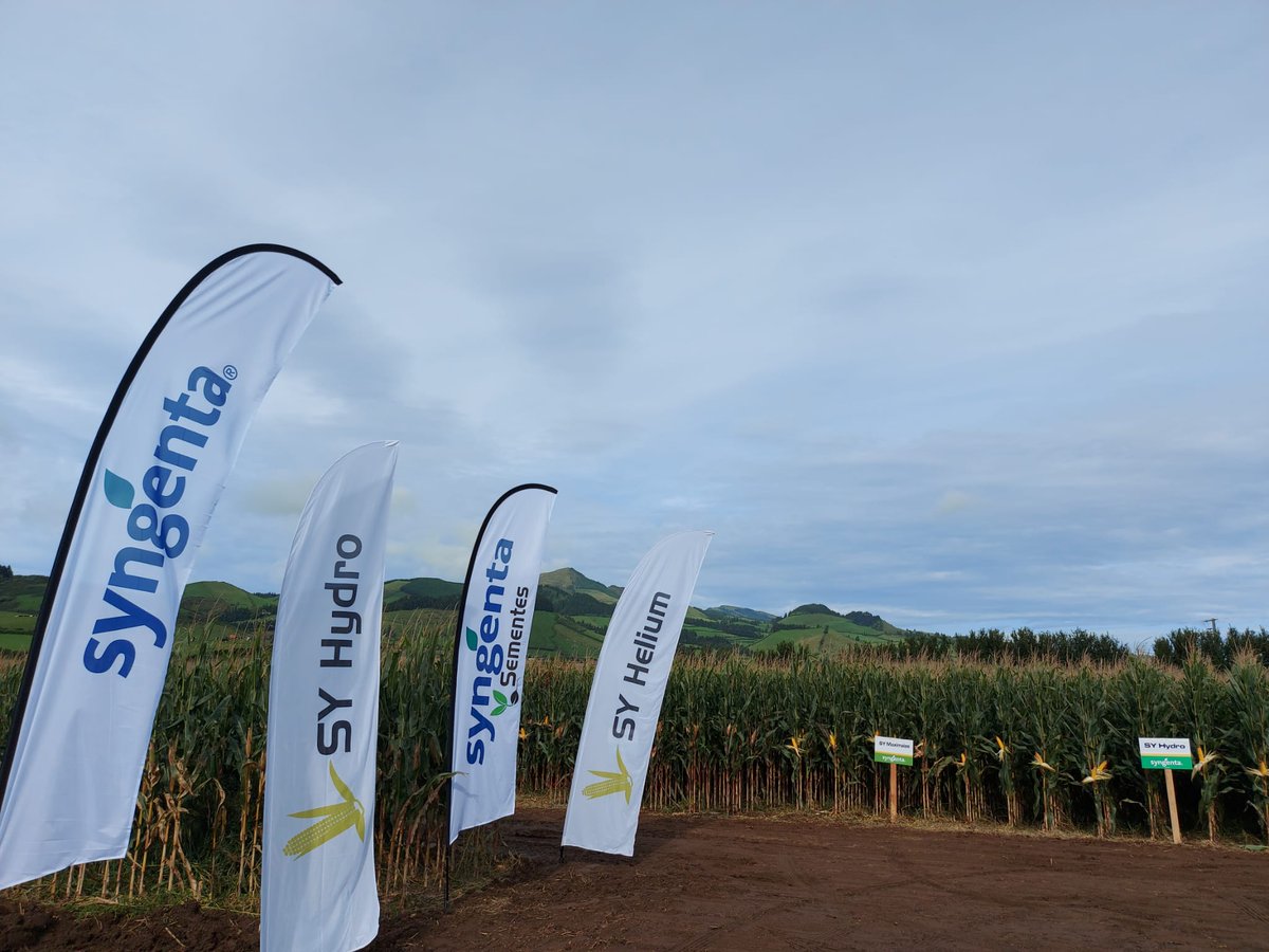 syngentaPT's tweet photo. Dia de campo milho 🌽 na Ilha de São Miguel, Açores, com o nosso distribuidor Agroutil.
🔝Excelentes resultados dos híbridos #SYBambus, #SYMaximaize e #SYHelium com o programa de herbicidas #Camix e #Lumax e o inseticida #Ampligo.
👉https://t.co/DCUF55l6PD https://t.co/1xRGxLXOx5