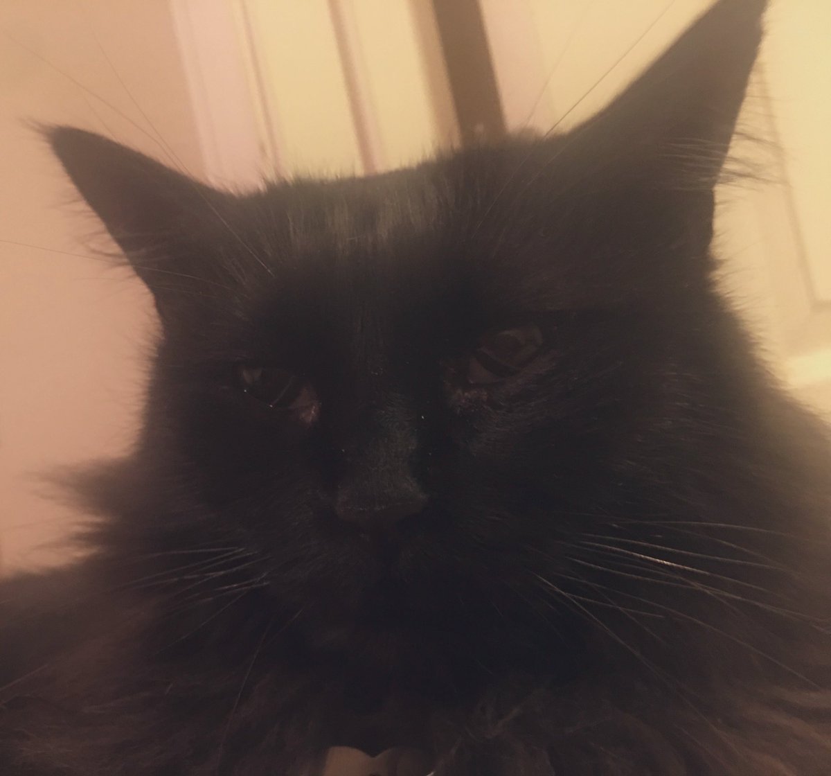 😼 <a href="/DiLenkoHTX/">Di 蓮子 Henderson (Lenko)🪷 ☯︎︎♊︎☮︎ 水兎🐇ꨄ</a> #FurMom just told me to to #STAHP 🛑 grooming myself for the 5th—FIFTH time, &amp; #ImNOTHappy‼️ 😾