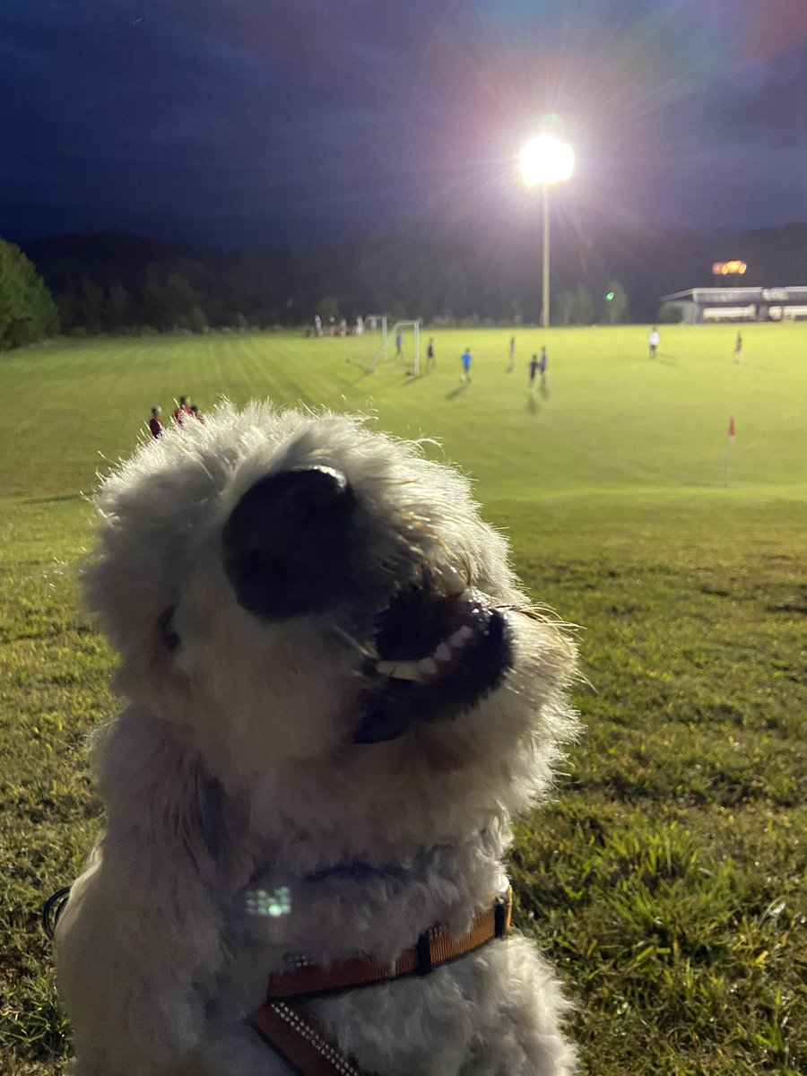 mrs_wampler's tweet photo. Way to go @CDHSLadySoccer  on your District Championship Win last night! Even #riverwampler couldn’t stop smiling! ⚽️ 🖤💛 https://t.co/EbYTt0RPUZ