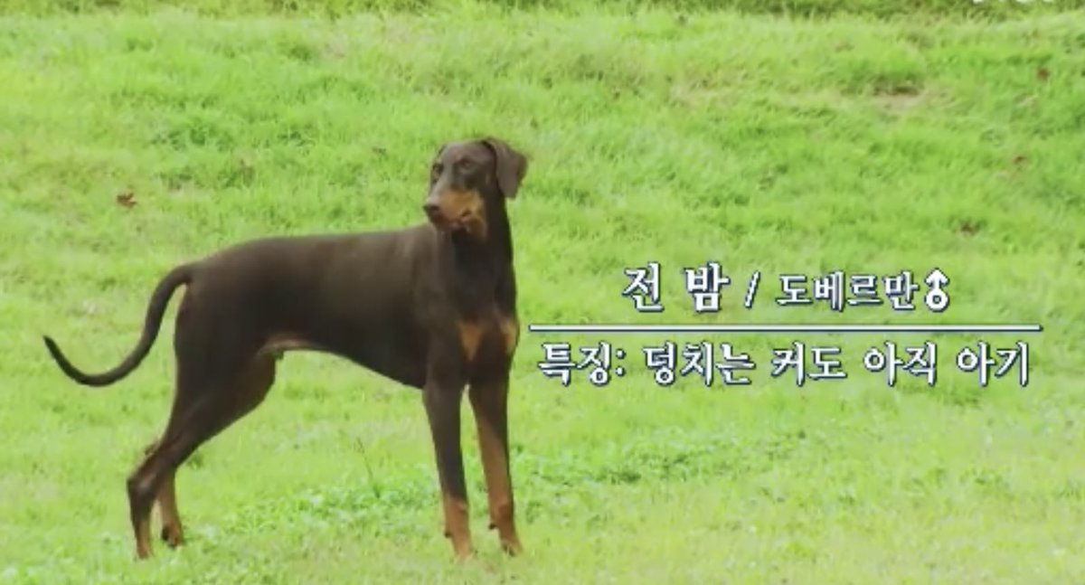 Name: Jeon Bam
Breed: Doberman
Characteristic: Even though his built is big, he's a baby

he's so adorable Bamie~ 😭🐶💜