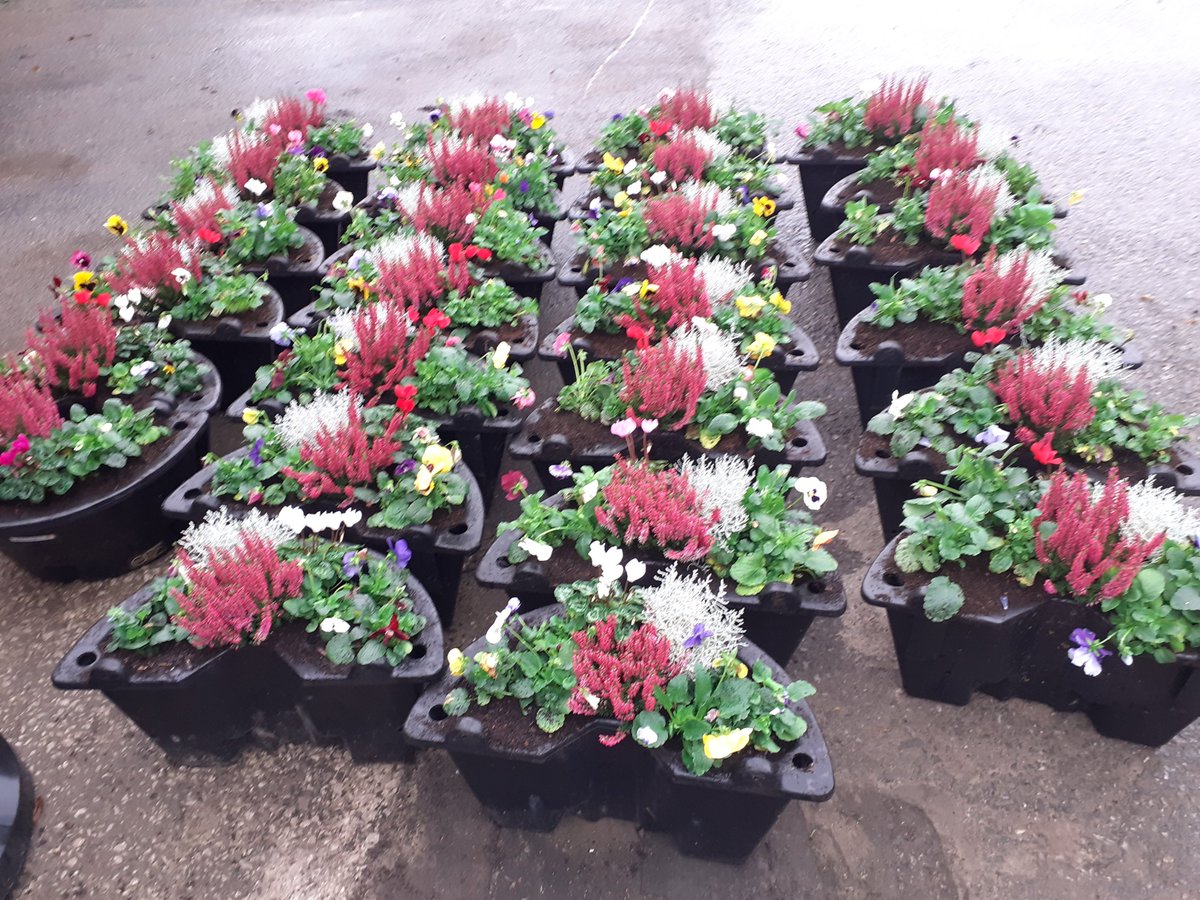 MaccRanger's tweet photo. The winter baskets are planted up and ready to be installed in the town centre.  Don't they look great? #macclesfield #makeitbetter https://t.co/JG1lBIE4b1
