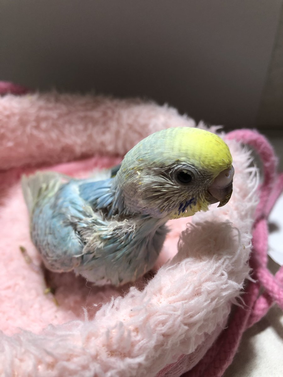 Papagallo E Topo Papagallot Twitter