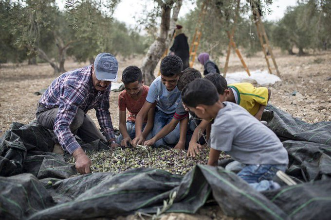 OurHeartPalest2's tweet photo. #Palestinian citizens launched a campaign to help families pick their olive groves that are subjected to Israeli colonizers' attacks.  #Palestinian #Palestine #AllLivesMatter #Apartheid #لبنان #لبنان_تحت_الاحتلال #لبنان_ينهار #Crime #CrimeAgainstHumanity  @OurHeartPalest2 https://t.co/u3iU3wr4zl