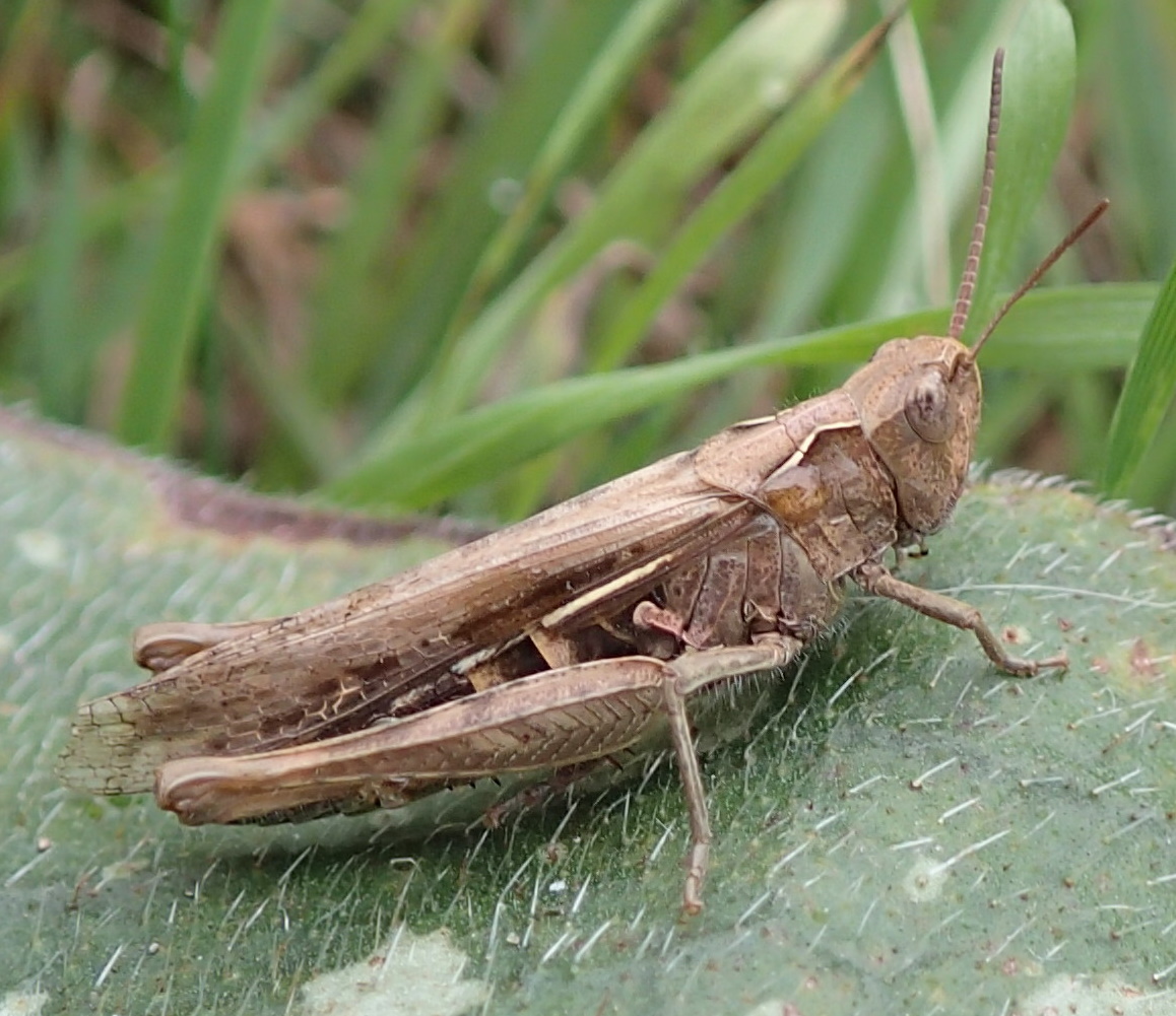 Having carefully checked and having seen no sign of grasshoppers (even in the sunshine) for the 4 last days, thought it might be time to cut the back 'lawn' for the first time in 5+ months. 

Cue this grasshopper turning up to change my plans. 🤦