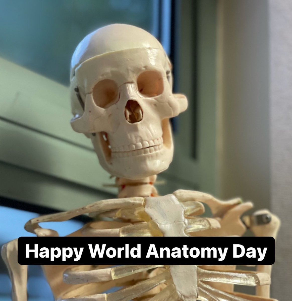 Happy #WorldAnatomyDay from all the team at the School of Anatomy! Check out our Instagram story to hear some of our favourite anatomy facts and stories #anatomy #anatomyfacts #celebratinganatomy