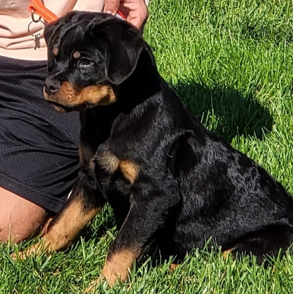 HouseWeilers's tweet photo. WEILER'S HOUSE KENNEL 
‼️‼️‼️‼️PRESENTS ‼️‼️‼️‼️

DOLCGALBANO VON TANNENFELD 
HD-ED FREE JLPP CLEAR 
❌
JESSY VON HAUSE PISTA 
HD-ED FREE JLPP CLEAR 

3 MONTHS OLD 
3 BEAUTIFUL PUPPIES 

Top PEDIGREE:

SIRE: Doctor  Timit-Tor - Nika von Tannenfeld- Lucifer Timit-Tor https://t.co/Y6cXbXft4n