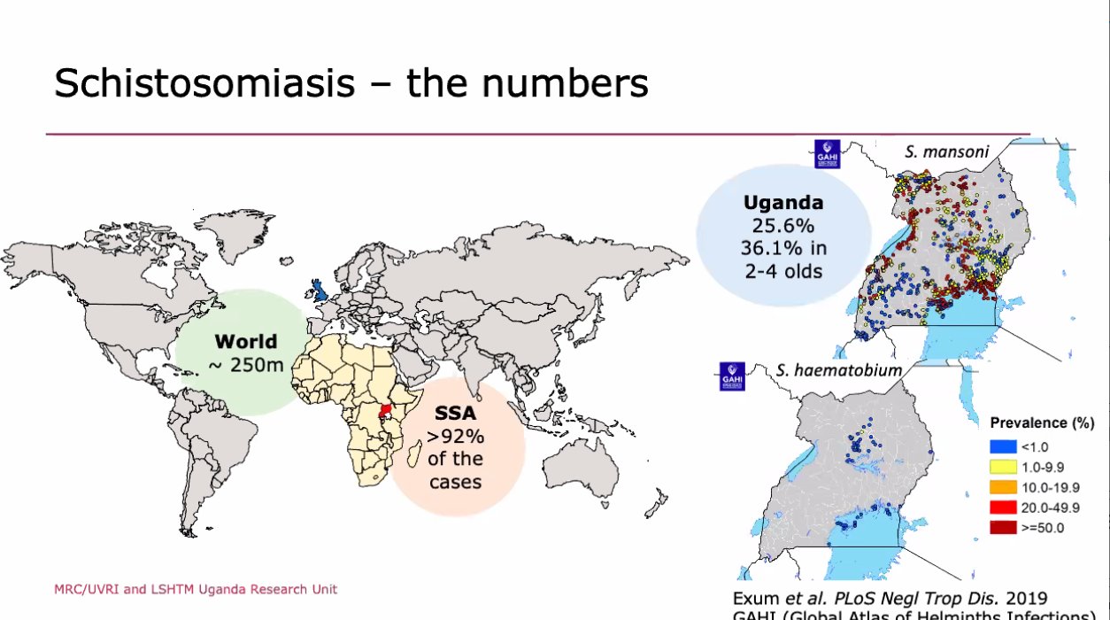 schistosomiasis uganda