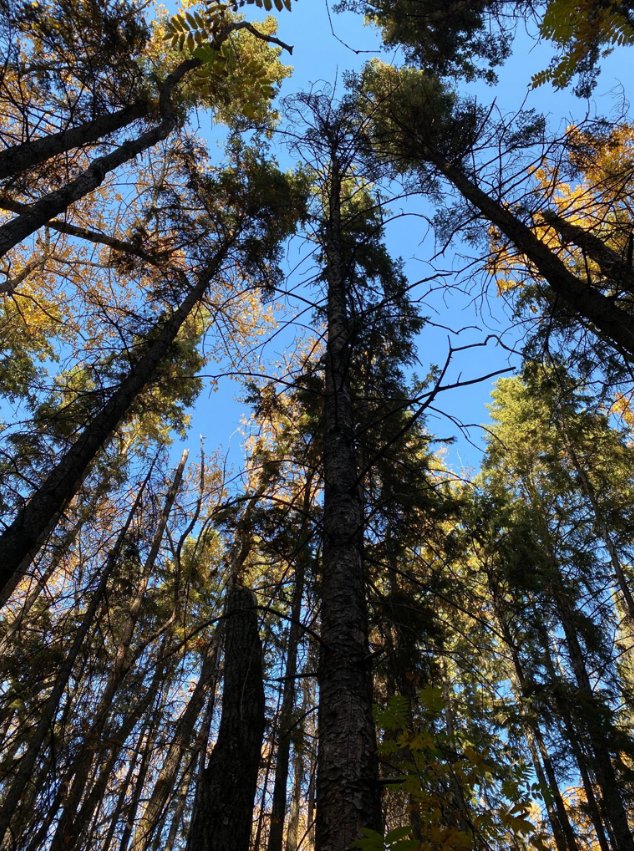 We respectfully acknowledge that we are located on #Treaty6Territory and <a href="/AlbertaMetis/">Otipemisiwak Métis Government</a> Region 4. We are grateful to live, work and play here and to the Indigenous peoples whose histories, languages, and cultures continue to enhance our community. forestterrace.org/about