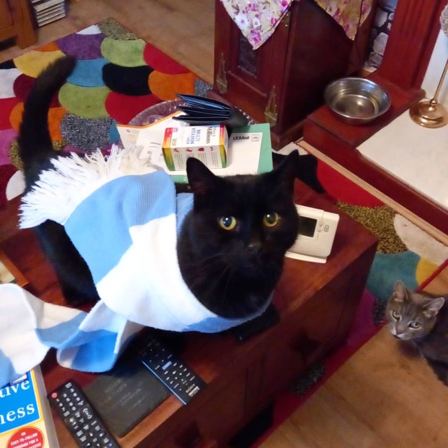 🐾 Cat of the Day 🐾
Smudge 💖 (and the lil beaut at the bottom is Hope 😍) 
He is our volunteer Bryan's cat and if anyone knows Bryan they will know he's a massive ManCity fan! I'm not well versed in football but I know a handsome boy when I see one 😍