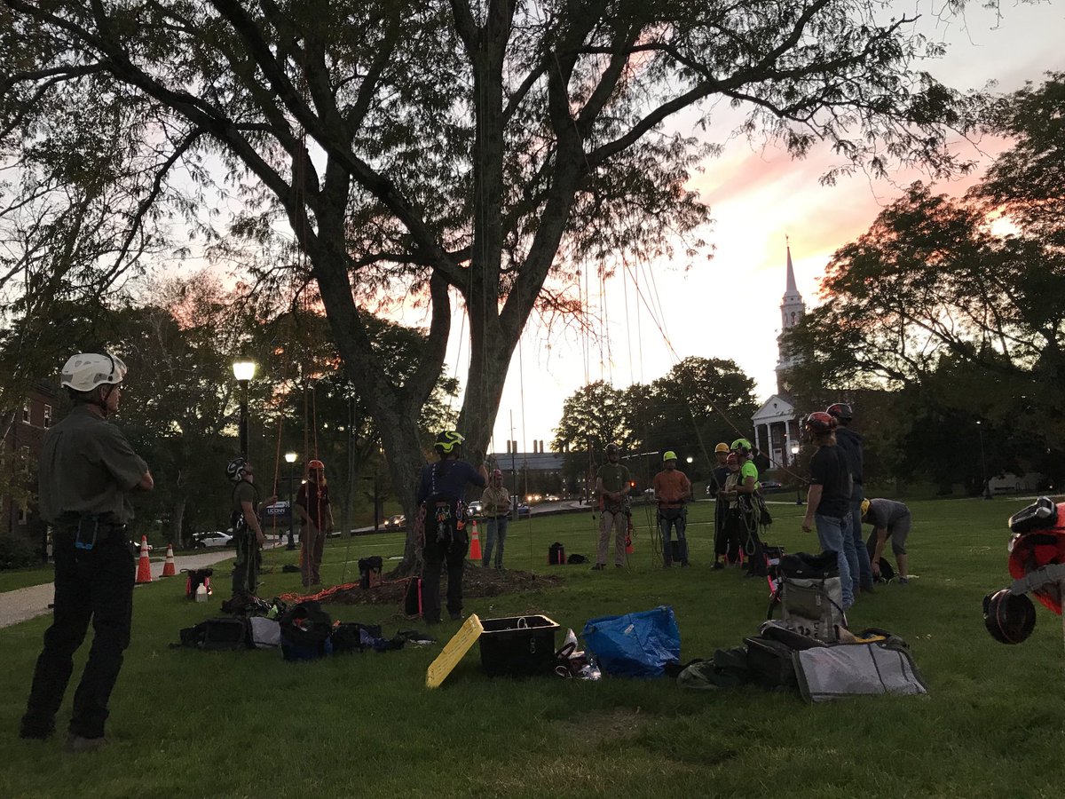 Arborist class finishing up a tree-climbing workshop at sunset, in the #HoneyLocust tree🌳😁 Yes, we have an #Arborist class this semester. Students are loving it!