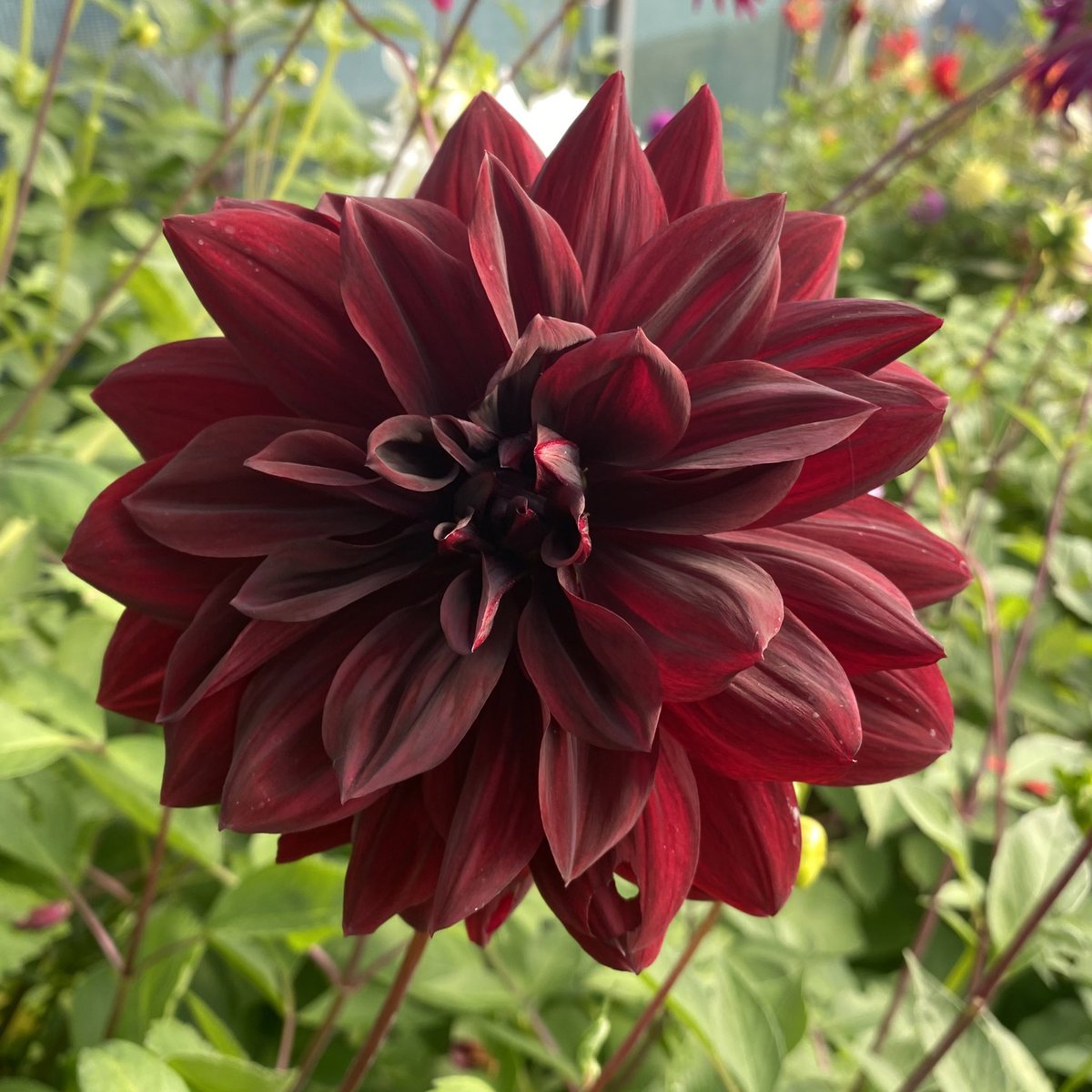 IrisesSeagate's tweet photo. Dahlia ‘Sam Hopkins’ has made for a lovely rich coloured strong plant! #dahlialove #samhopkins #dahlia #peatfree #autumnflowers #tunnellife https://t.co/FfH1E9tHvE