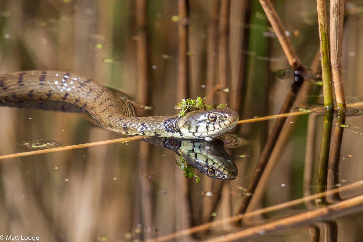 It’s #ReptileAwarenessDay! 🐍

The Grass snake (Natrix Helvetica) is Britain's largest reptile but is shy by nature and wary of humans. Preferred habitats include riverbanks, ponds, and ditches. In the summer months you might see them basking in the sun or swimming 

📸Matt Lodge