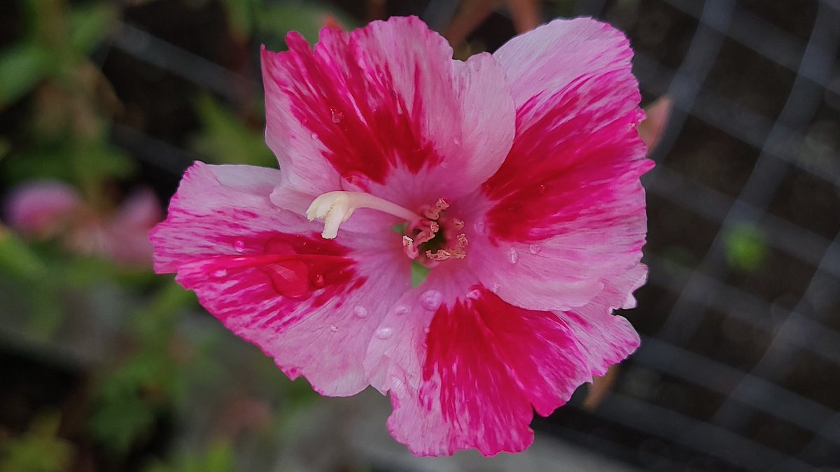 The Godetia flowers are still blooming. I appreciate flowers in October.
#Octoberflower #Godetia #PinkFlower #AutumnFlowers #PollinatorFlowers #LovelyEarthSociety